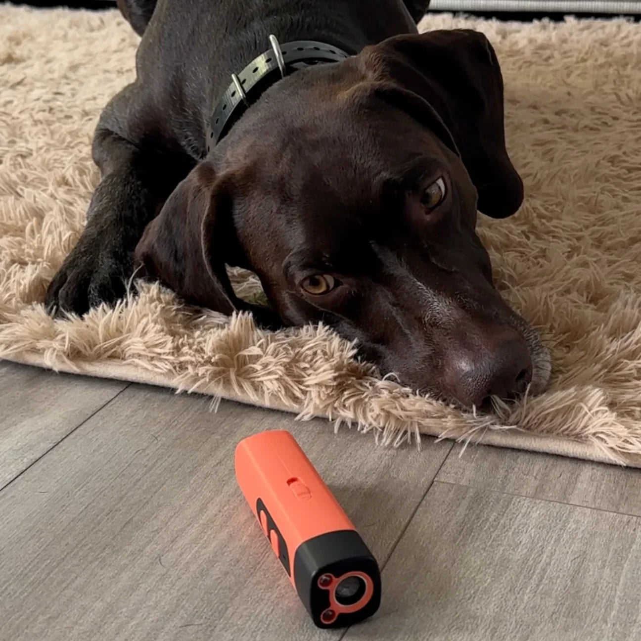 LydLyn | Få hunden din til å slutte å bjeffe med ett klikk